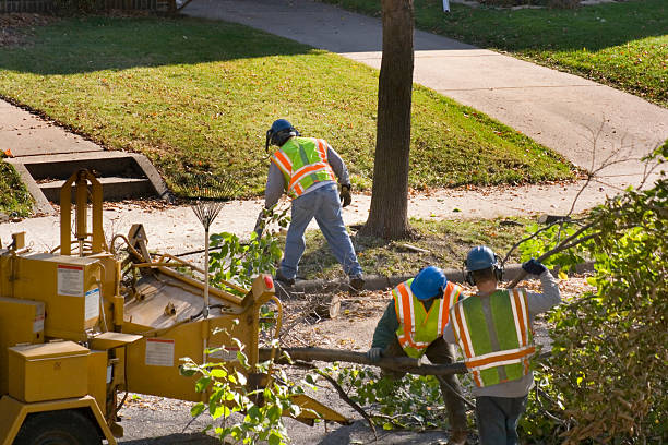 Best Tree Removal Services  in Difficult Run, VA